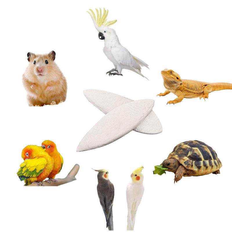 6 Pcs Natural Cuttlebone Parakeets Pure Cuttlebone Calcium Stone for Tortoise Parakeets Canaries Cockatiels Turtles Cockatiel 9.5-10.4cm/3.7-4 inch - PawsPlanet Australia