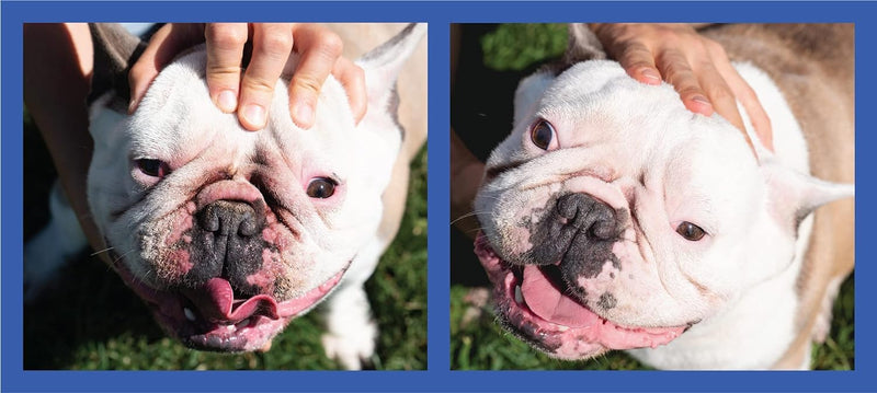 Squishface Wrinkle Paste - 2 Pack - Bulldog, French Bulldog, Pug, English Bulldog – Cleans Wrinkles, Tear Stain, Tail Pockets, and Paws – Anti-Itch Tear Stain Remover & Bulldog Wrinkle Cream, 2 Oz. Wrinkle Paste 2-Pack