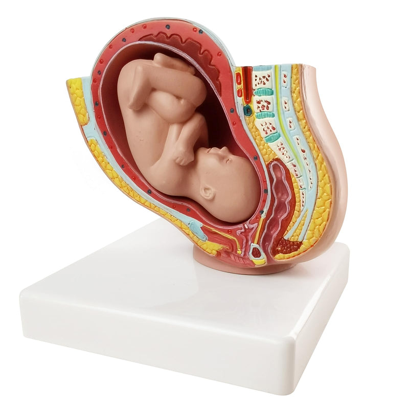 NEW HORIZON Medical Anatomical Pregnant Human Female Pelvis with Pregnancy 9 Months Baby Fetus Mode 1/2 Life Size with Removable Organs, 2-Parts, Hand Painted