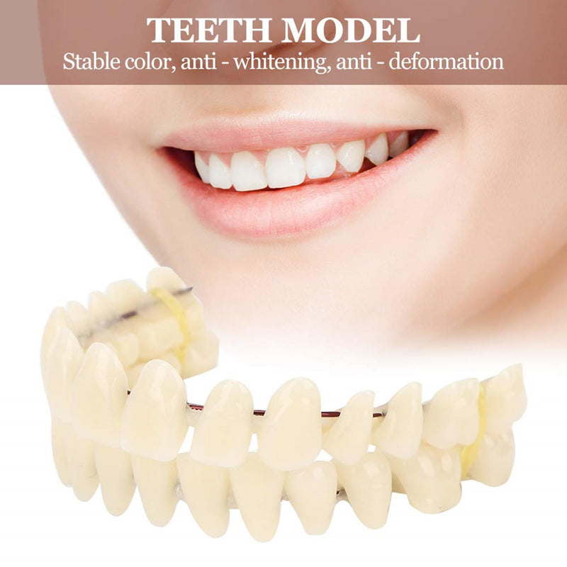 ZJchao 280pcs/10 Set Resin Denture False Teeth, Dental Teeth Teaching Model, Resin Denture for Patients with Oral Cavity Loss,Dental Supply Accessory