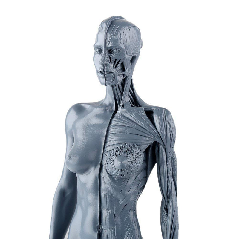 Dental New Female Anatomical Anatomy Skull Head Body Model Muscle Bone (30cm) Height