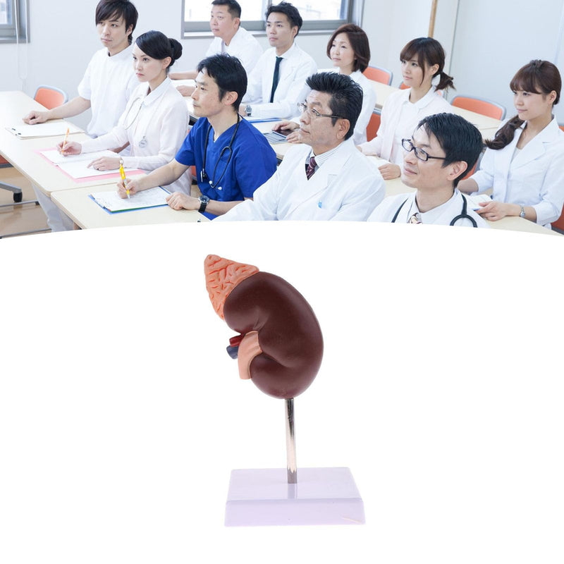 Kidney Model, 24 Markers Clear Zoning Premium Color Painting No Fading Kidney Anatomy Model Flame Retardant PVC Human Anatomy with Base for Teaching, Display