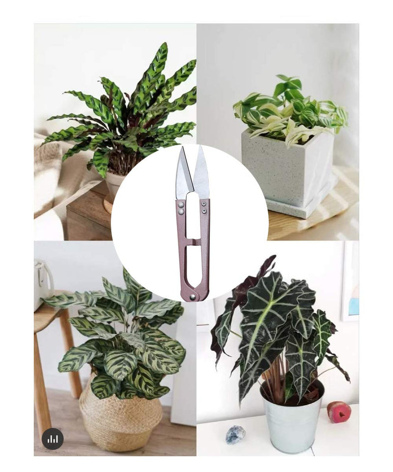 3 Pack 4.1Inch Bonsai Pruning Scissors, Bud And Leaves Trimmer Yarn Thread Cutter Snips Trimming Supplies, Garden Plants, Gardening Clippers Flower, Stainless Steel Pruners Trimmers