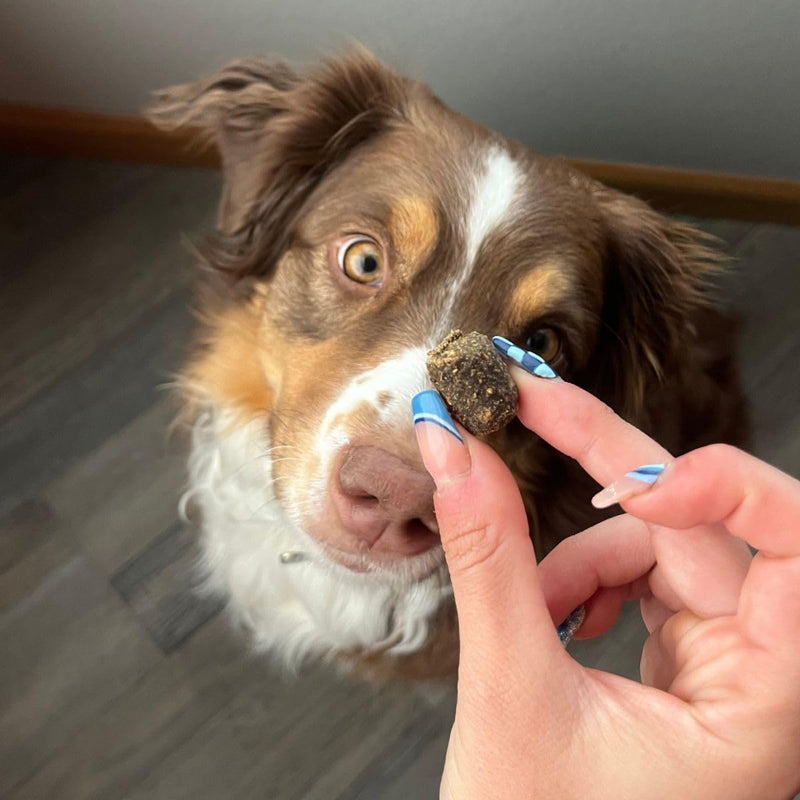 Hemp Well Dog Soft Chew Trial Pack Bundle - Organic Hemp Soft Chews (Calm, Immune, and Thrive!)