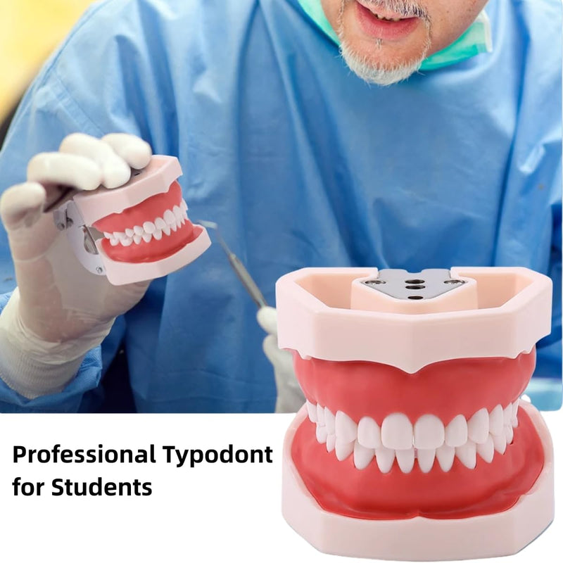 Typodont Teeth Model with Removable Teeth,Dental Tooth Model Suitable for Teaching, Practice and Study, with a Small Screwdriver and 28 spareteeth