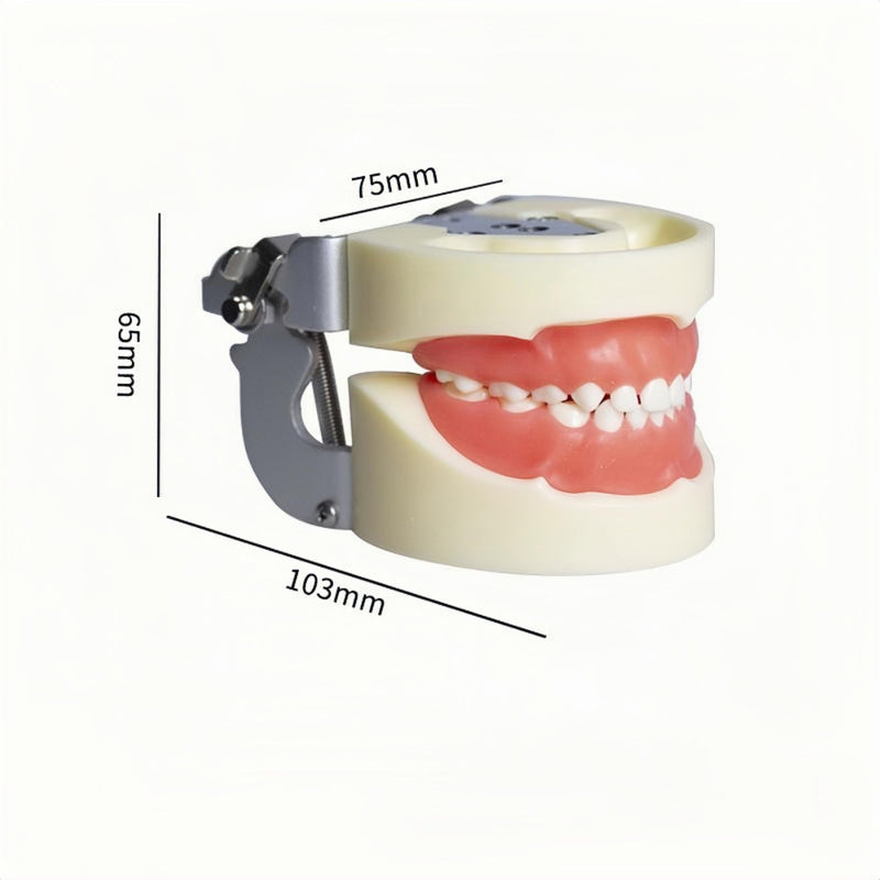 Typodont Child Teeth Model, with 24pcs Removable Teeth, Compatible with Kilgore Nissin for Teaching, Study