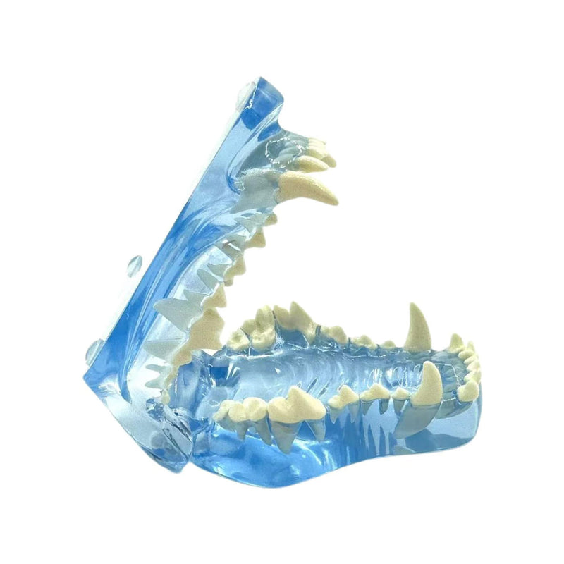 Blue Transparent Canine Feline Dog Cat Tooth Model Veterinary Education Tool for Animal Oral Anatomy Research Demonstration Prop Office Decoration for Vet Clinics, Schools Lab (Dog)