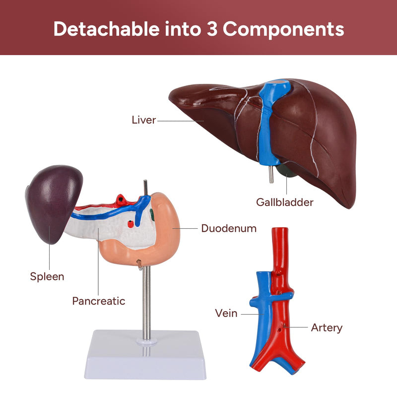 Human Liver Pancreas Duodenum Model,Life Size Anatomy Model for Medical Students Education Research and Teaching