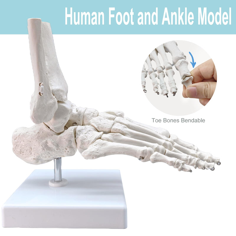 Life-Size Human Foot and Ankle Joint Anatomy Model - Includes Tibia, Fibula, Right Side, Stand, Fully Articulated for Medical and Educational Use