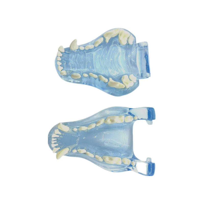 Blue Transparent Canine Feline Dog Cat Tooth Model Veterinary Education Tool for Animal Oral Anatomy Research Demonstration Prop Office Decoration for Vet Clinics, Schools Lab (Dog)