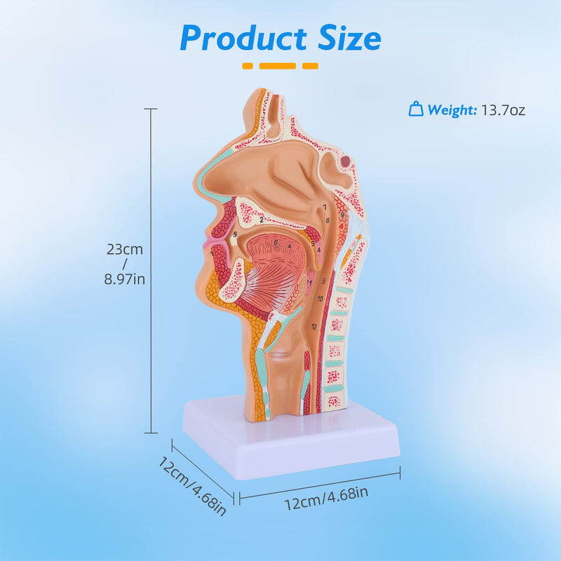 Nose Cavity Larynx Anatomy Model - Human Anatomical Nasal Cavity Throat Anatomy Medical Model for Teaching and Studying