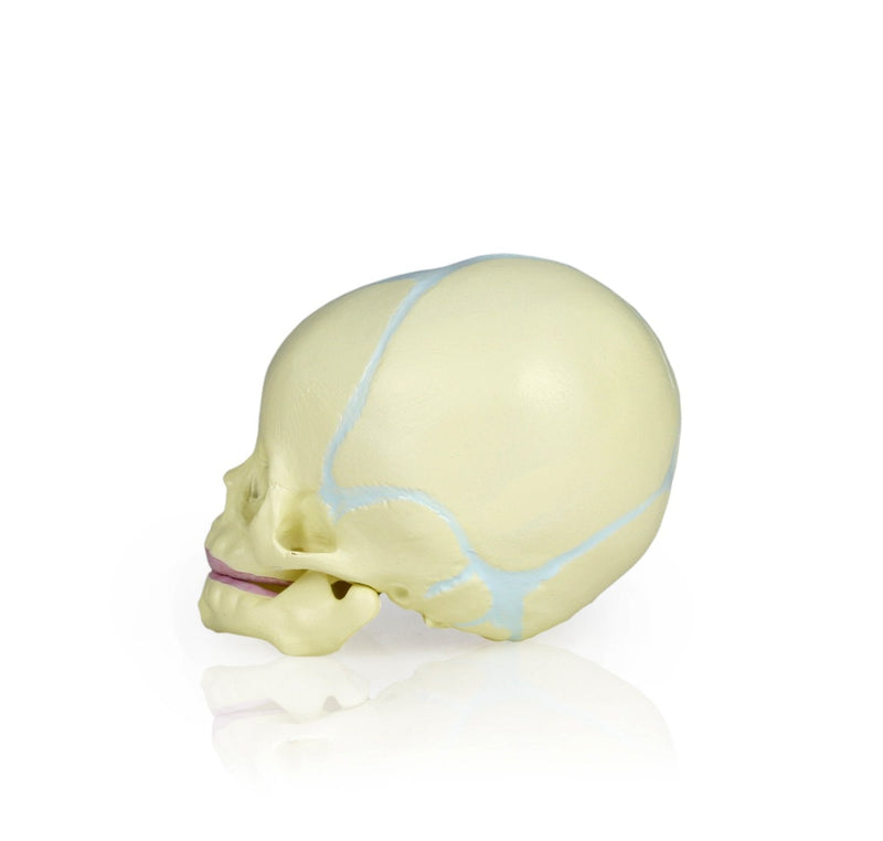 Jackson Global JS00030 Human Fetal Skull Model | Great for Understanding of Fetal Bone Development