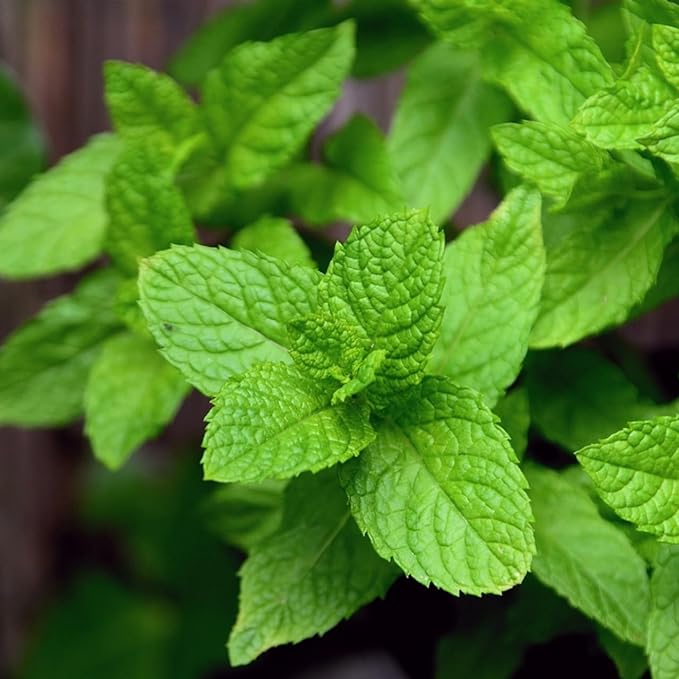 Peppermint 10ml Incent Essential Oil Essential Oil - NewNest Australia