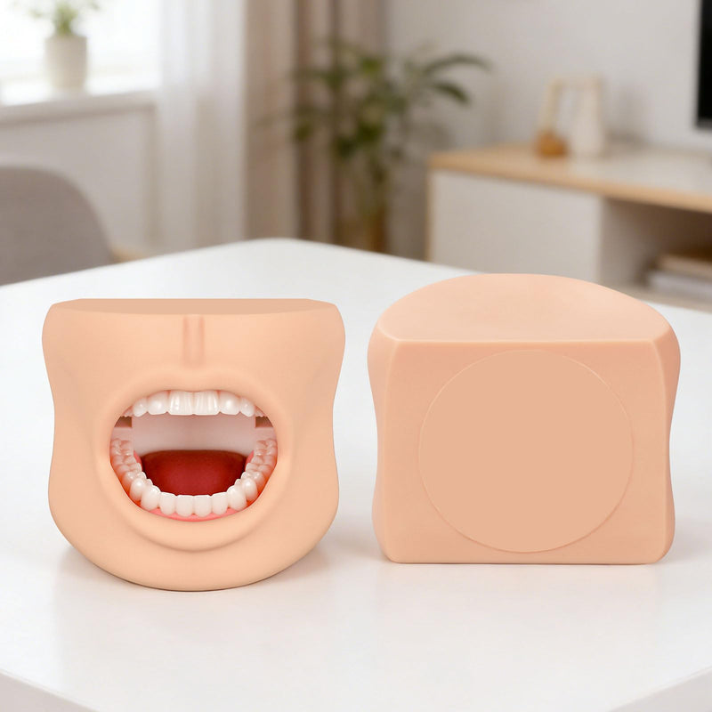Teeth Model with Cheek Structure, Dental Typodont Teeth Model for Dental Care Demonstration, Tooth Model for Dental Education and Teaching
