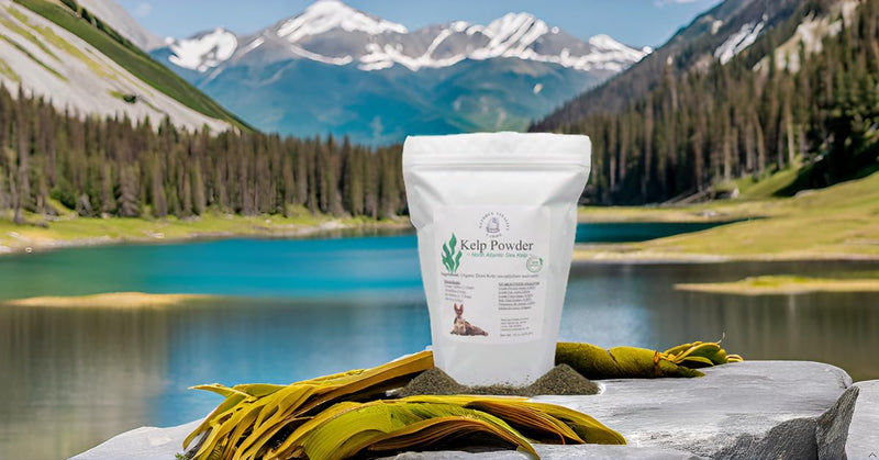 Kelp Powder for Dogs/Cats, Natural North Atlantic Ocean Sea Kelp, Vitamins Minerals and Antioxidants for Ultimate Health (15 Ounce) 15 ounce