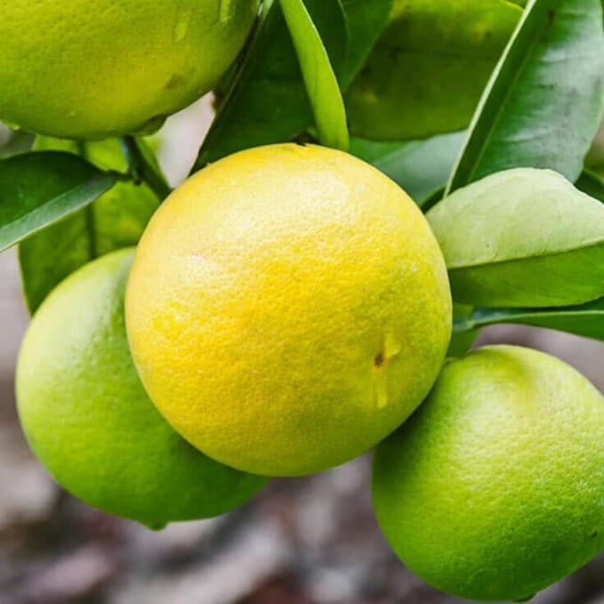 Bergamot 10ml Incent Essential Oil Essential Oil - NewNest Australia