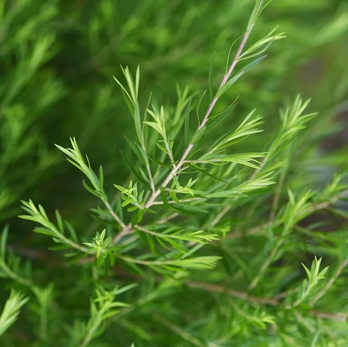 Tea Tree 30ml Tea Tree Incent Essential Oil Essential Oil - NewNest Australia