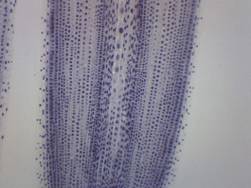EISCO Ascaris & Onion Mitosis, Prepared Microscope Slide - 75 x 25mm - Plant & Animal Mitosis, Introductory Microscopy Single Slide
