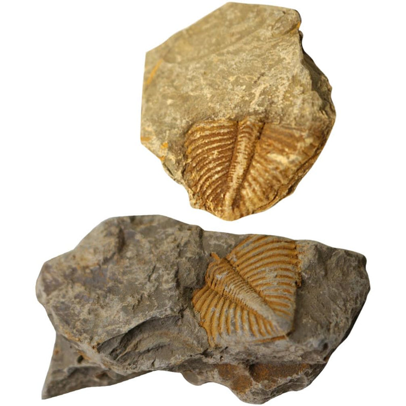 2Pcs Real Trilobite Come from Western Hunan of China 450 Million Years ago