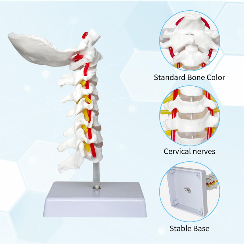 SFXYJ Cervical Spine Model - Life Size Vertebral Spine with Vertebrae, Nerves, and Occipital Plate for Science Classroom Study, Display, Teaching, Medical Model