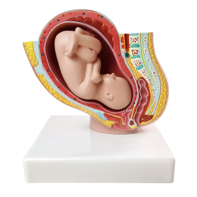 NEW HORIZON Medical Anatomical Pregnant Human Female Pelvis with Pregnancy 9 Months Baby Fetus Mode 1/2 Life Size with Removable Organs, 2-Parts, Hand Painted