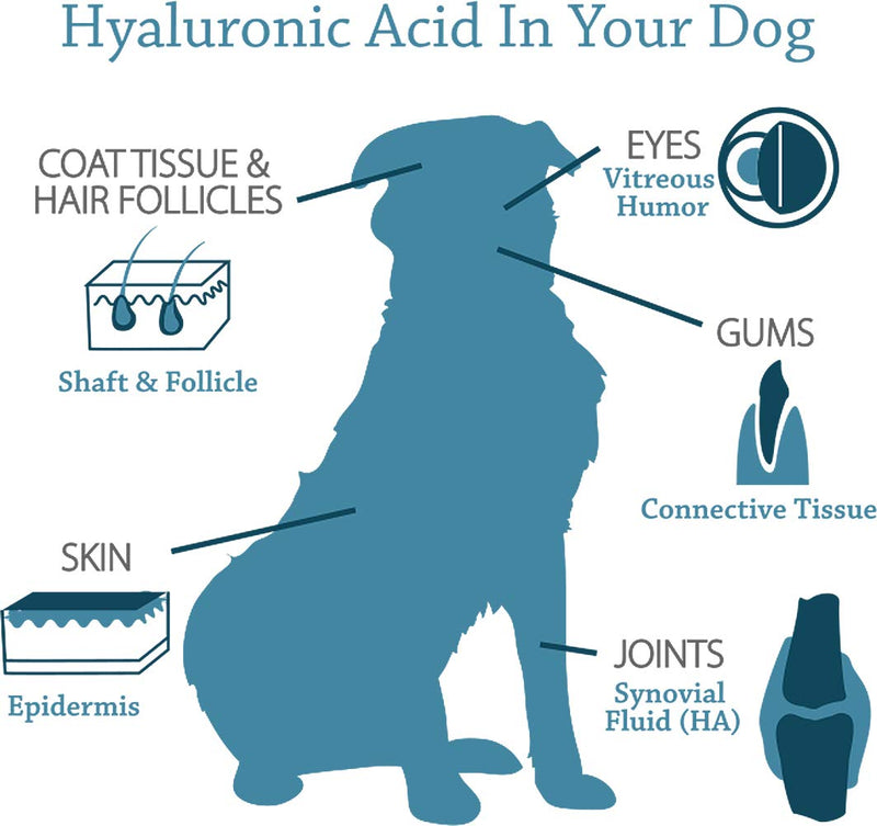 Canine Hyaluronic Acid + Zinc by Hyalogic - Joint & Immune Support, HyaFlex Pro Pure 8oz - Liquid Oral HA Dog & Pet Supplement - PawsPlanet Australia