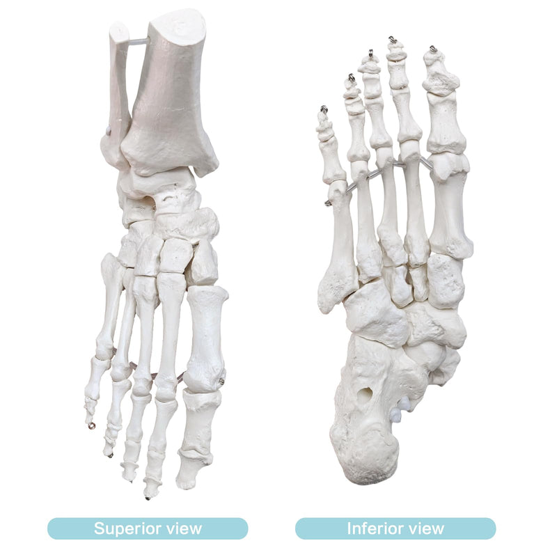 Life-Size Human Foot and Ankle Joint Anatomy Model - Includes Tibia, Fibula, Right Side, Stand, Fully Articulated for Medical and Educational Use