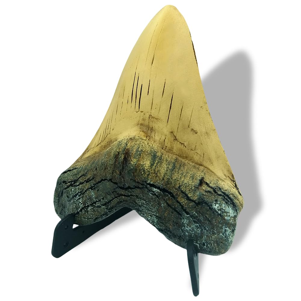 Resin Megalodon Shark Tooth 5.5 Inch Model, OUOQUQ Fake Shark Teeth Fossils Replica with Vertical Display Stand for Table Shop Ornament Office (Neoteric) Neoteric