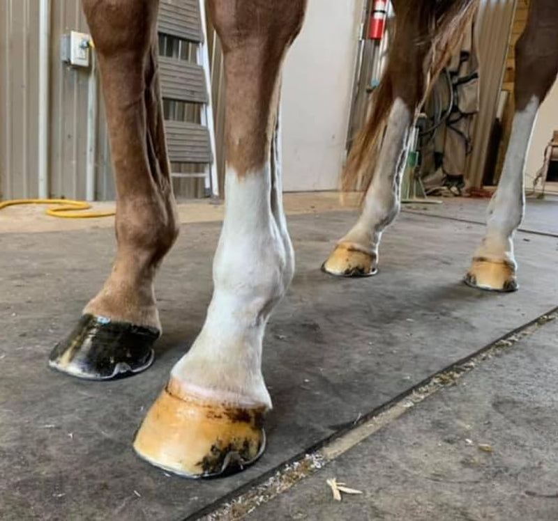 Elemental Equine Hoof Armour 16oz Dressing for Horses - Conditions and Retains Natural Moisture While Protecting Against External Elements - PawsPlanet Australia