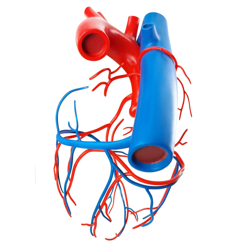 NEW HORIZON Human Heart Model Vascular Heart, Naturally Size, with base Increased sized coronary anatomy depicting the cardiac veins