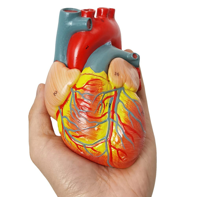 HADWYN Human Heart Model Life Size Medical Heart Model for Anatomy, 2 Part Heart Models Anatomy