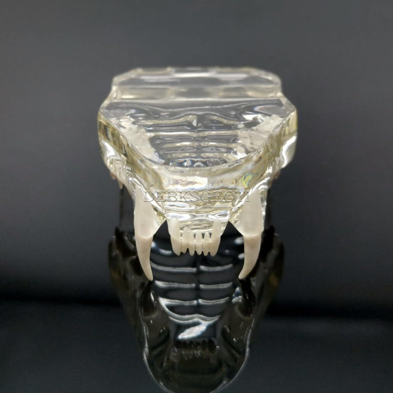 Transparent Cat Teeth Model Animals Oral Tooth Jaw for Veterinary Education Study Demo Decoration