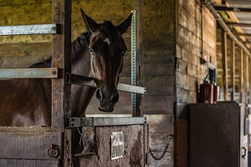 Durvet Duramectin Equine Wormer Paste - 3 Tubes