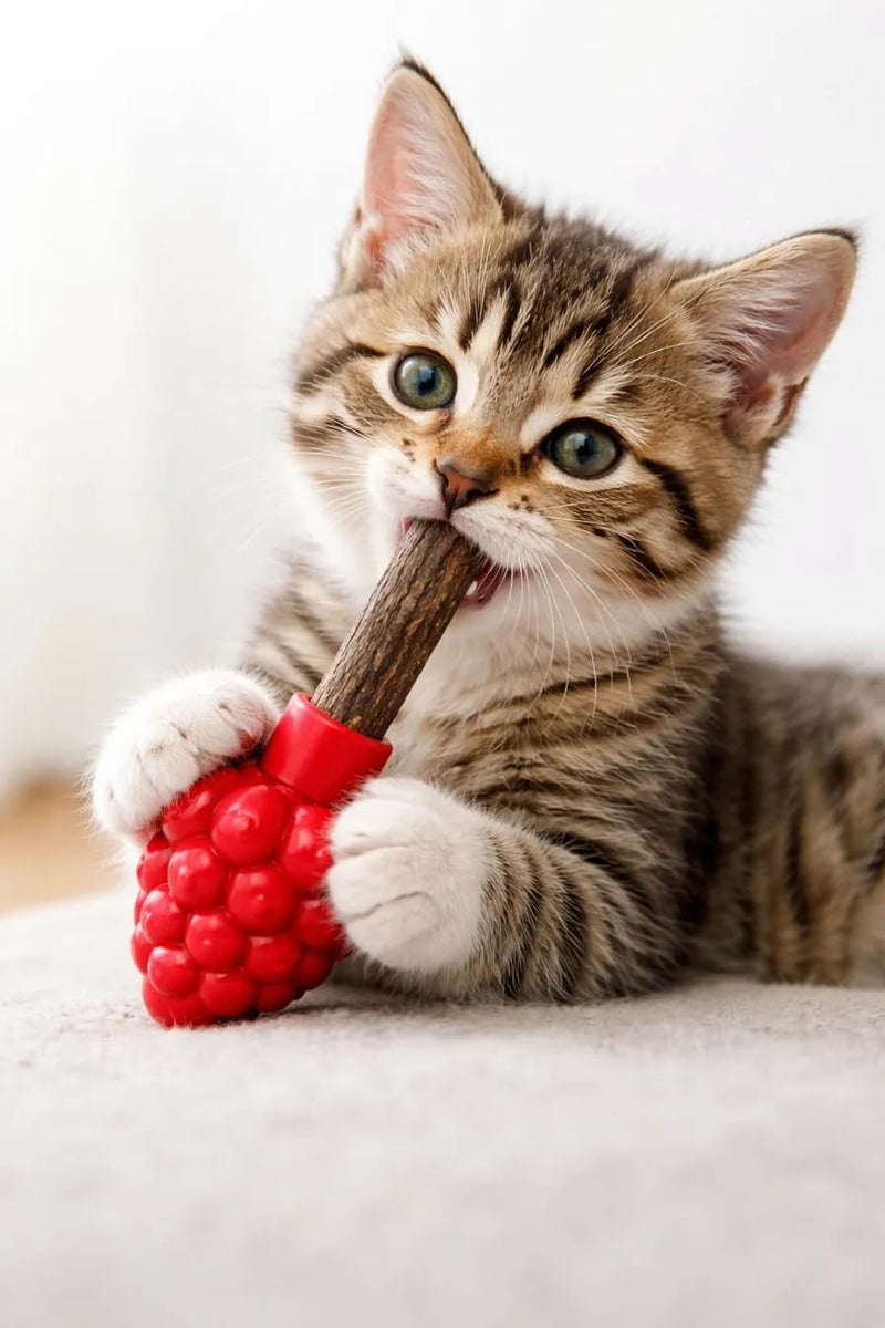 Cat Dental Teether Toy with Silvervine Chew Stick - Rubber Berry Holder with Catnip Oil Infused Matatabi Stick for Teeth Cleaning - Kitten Teething Toy for Indoor Cats (1 Teether + 1 Stick) 1 Rubber Berry Teether, 1 Silvervine Chew Stick