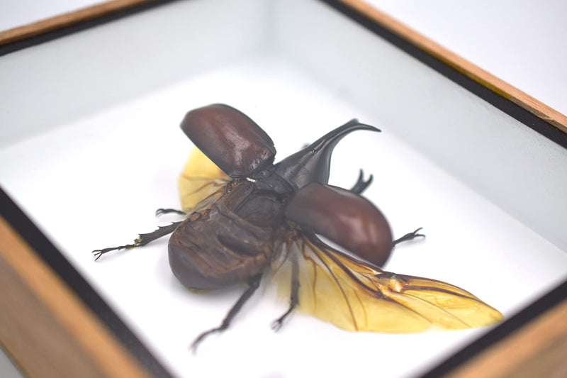 REAL THAILAND'S FIGHTING BEETLES/RHINOCEROS BEETLE/XYLOTRUPES GIDEON INSECT TAXIDERMY SET IN SHADOW BOX / 3D WOODEN FRAME (WOODEN BOX) Wooden Box