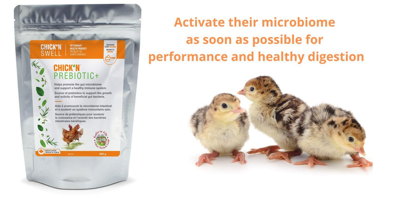 ChicK'N Swell Poultry Prebiotics from Chick'n Prebiotic+ | Supplement with Vitamins for Backyard Chickens and All Poultry of All ages-10.5 oz. - PawsPlanet Australia