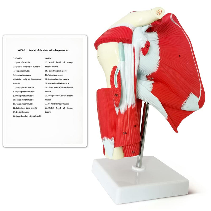 NEW HORIZON Muscled Shoulder Joint Model – Shows Complete Shoulder Musculature from Rotator Cuff to Subscapular Muscles – Includes Base,Manual, Education in the Field of Mathematics