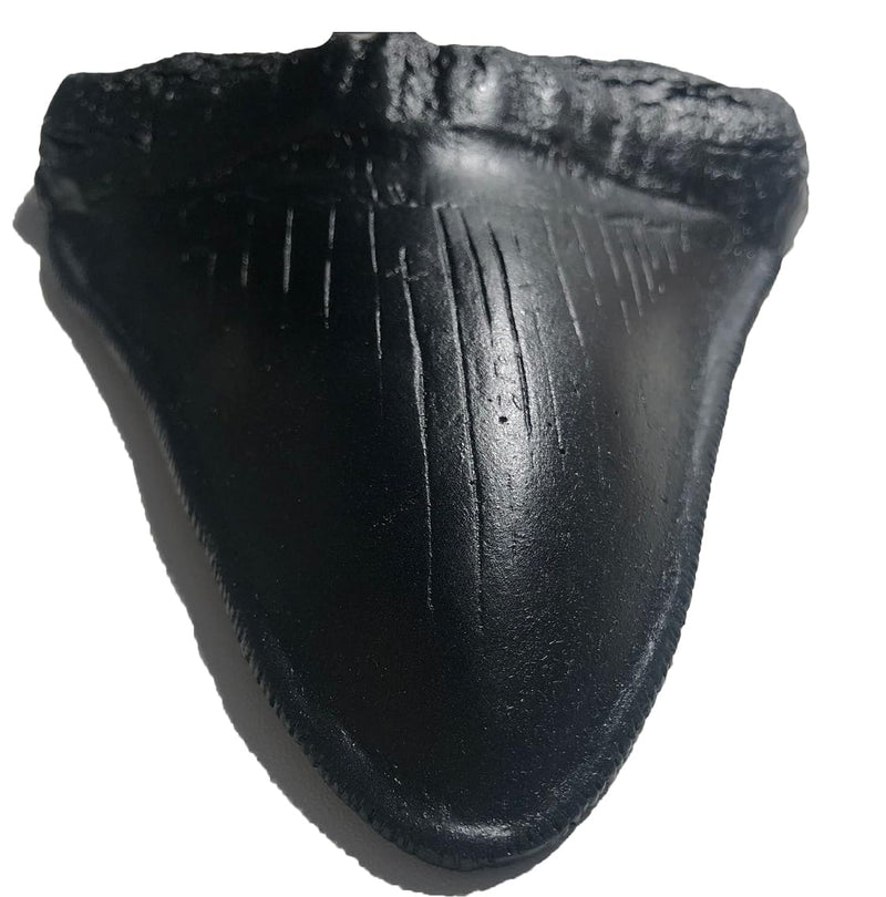 Megalodon Giant Shark Tooth Replica - Museum Quality Fossil Cast (Black) Black
