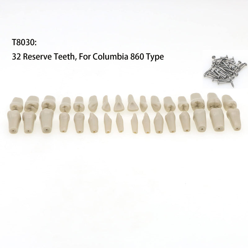 Dental Columbia 860 Type 32 Pcs Removeable Teeth Typodont Exam Restorative Model M8030 (T-8030-32Pcs Replace Teeth)