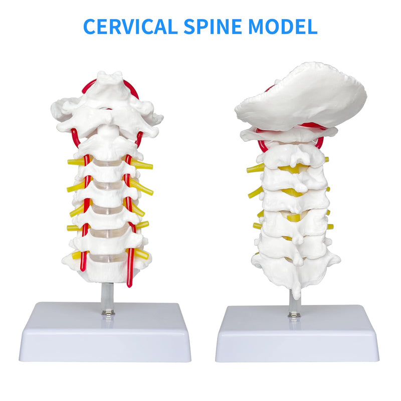 SFXYJ Cervical Spine Model - Life Size Vertebral Spine with Vertebrae, Nerves, and Occipital Plate for Science Classroom Study, Display, Teaching, Medical Model