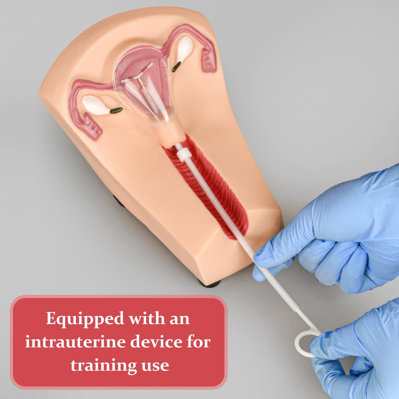 SimCoach Intrauterine Device Training Kit, IUD Training Model, Female Intrauterine Contraceptive Device Simulator Trainer