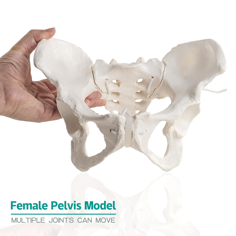 Life-Size Female Pelvis Skeleton Model with Elastic Cords - Anatomically Accurate Medical Anatomy Teaching Tool