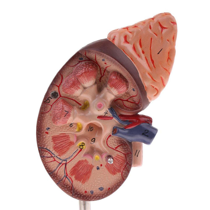 Kidney Model, 24 Markers Clear Zoning Premium Color Painting No Fading Kidney Anatomy Model Flame Retardant PVC Human Anatomy with Base for Teaching, Display
