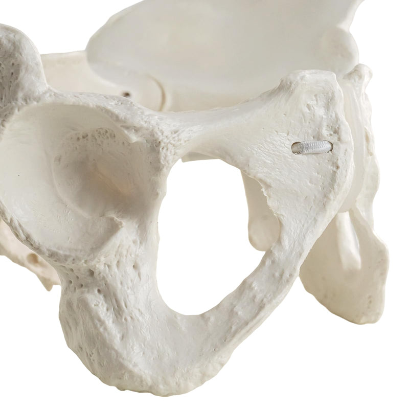 Life-Size Female Pelvis Skeleton Model with Elastic Cords - Anatomically Accurate Medical Anatomy Teaching Tool
