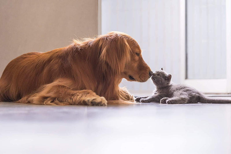 Veterinarian Approved Super Pet Nutrition - for Dogs and Cats - Liposomal Bovine Colostrum, Rich in Immunoglobulins (25%+), Support for Immune and Digestive Systems, Allergies (50 Grams) - PawsPlanet Australia