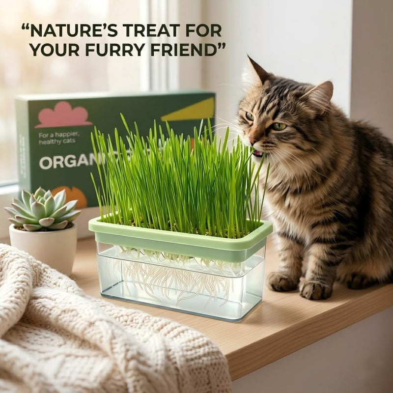 Hydroponic Cat Grass Kit with 6 Pack Non GMO Seeds & Scissors - Cat Grass for Indoor Cats, Helps Cat with Hairballs & Digestion, Easy 3-Step Setup (Food-Safe PP&AS, Plant 3-6 Times)
