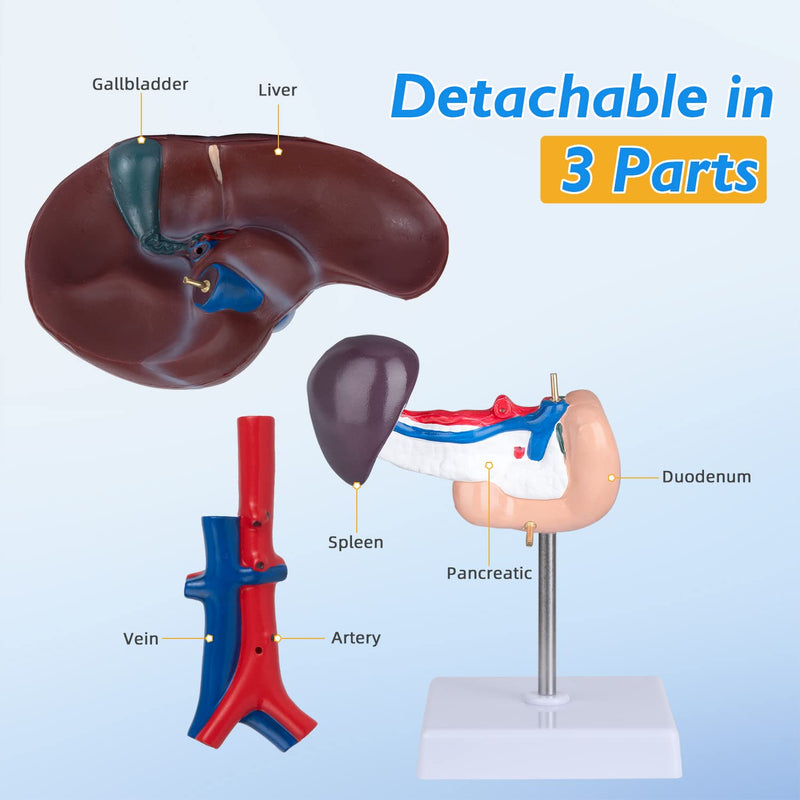 Human Liver Anatomical Model - Life Size Human Pancreas Pathology Model Liver Teaching Model Liver Dissection Model