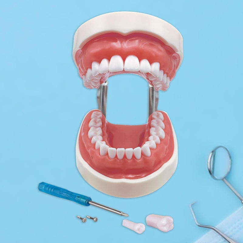 Typodont Teeth Model with Removable Teeth,Dental Tooth Model Suitable for Teaching, Practice and Study, with a Small Screwdriver. (Model and 32 Teeth) Model and 32 Teeth