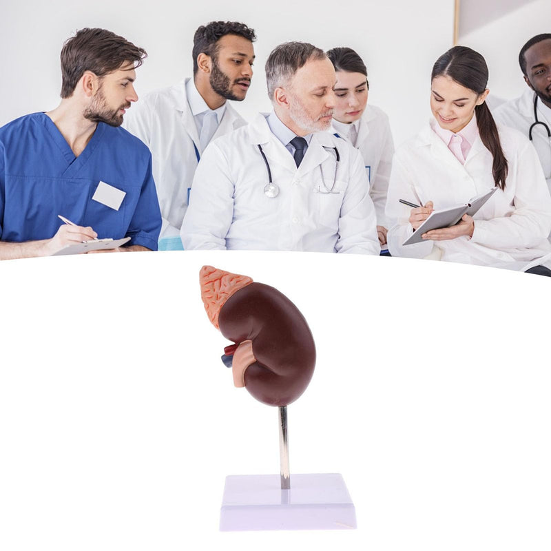 Kidney Model, 24 Markers Clear Zoning Premium Color Painting No Fading Kidney Anatomy Model Flame Retardant PVC Human Anatomy with Base for Teaching, Display