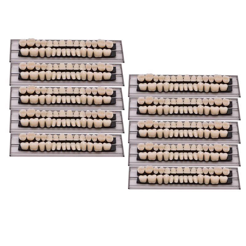 28Teeth Dental Synthetic Resin Tooth Denture Dentistry for Halloween Horror Teeth,Dental Education,Dental Teeth Teaching Model (23A3(1SET)) 23A3(1SET)